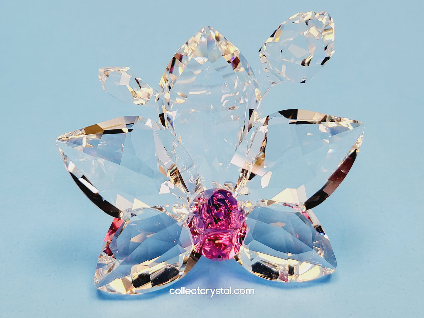 ORCHID BLOSSOM 864464