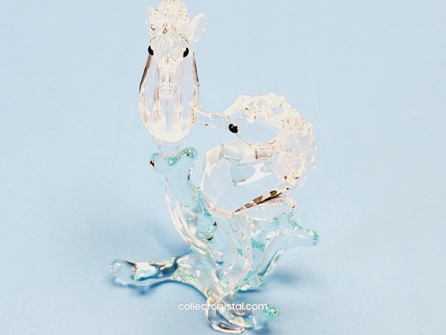 SEA HORSES / SEAHORSES 885589 on blue coral