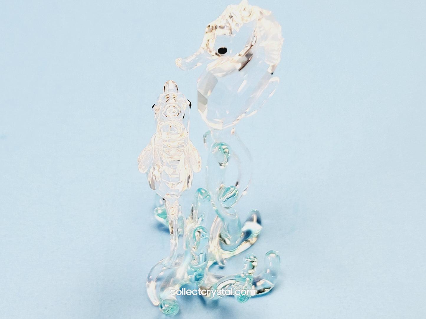 SEA HORSES / SEAHORSES 885589 on blue coral