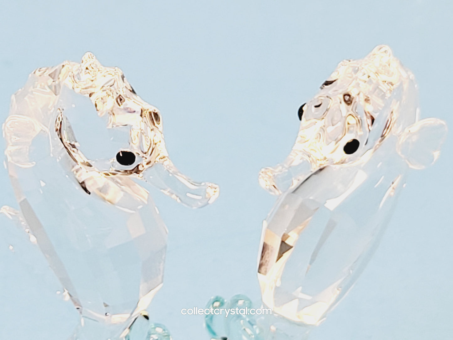 SEA HORSES / SEAHORSES 885589 on blue coral