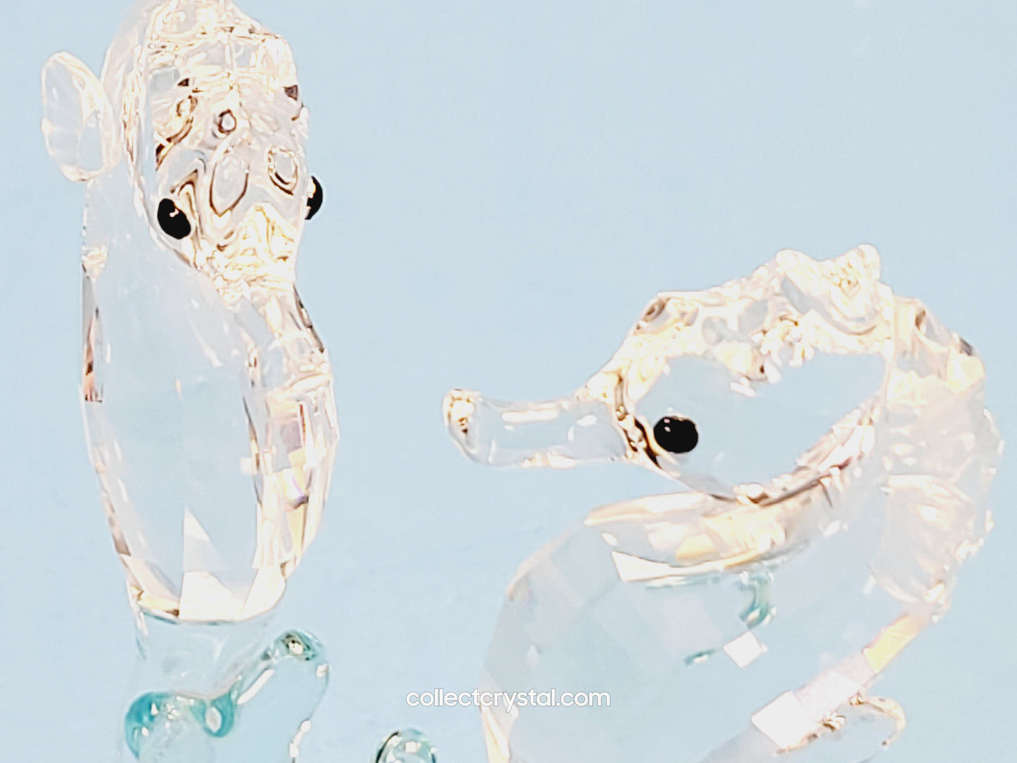 SEA HORSES / SEAHORSES 885589 on blue coral