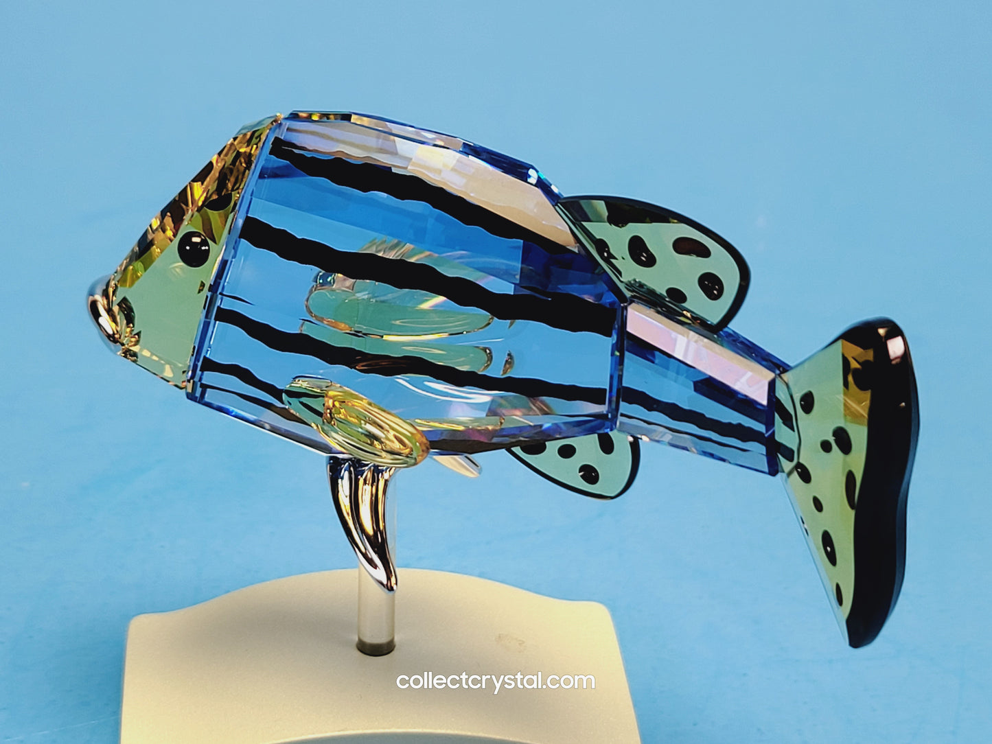 PARADISE FISH AND SOUTH SEA CATUMBELA LIGHT SAPPHIRE 656974
