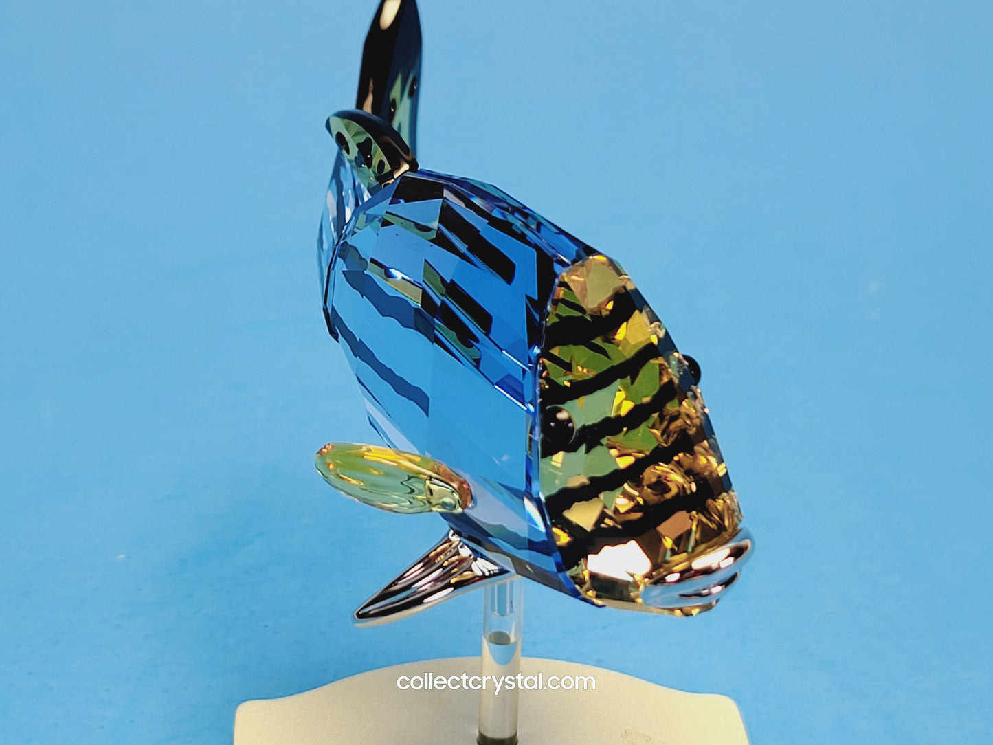 PARADISE FISH AND SOUTH SEA CATUMBELA LIGHT SAPPHIRE 656974