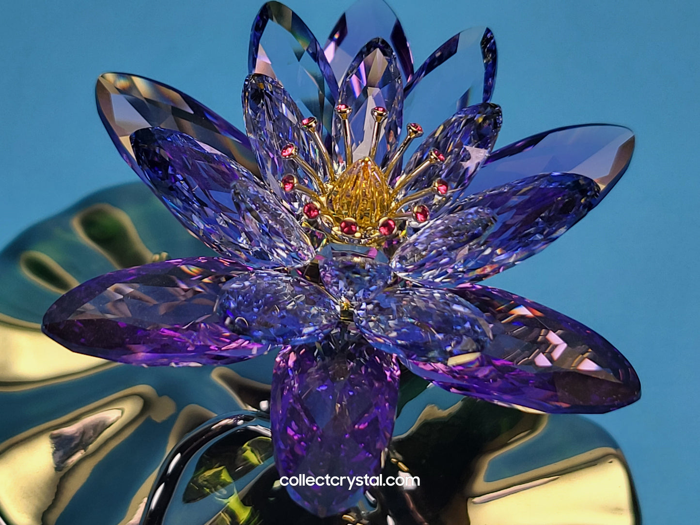 Water Lily Flower PARADISE FLOWERS – WATERLILY BLUE VIOLET 1141630