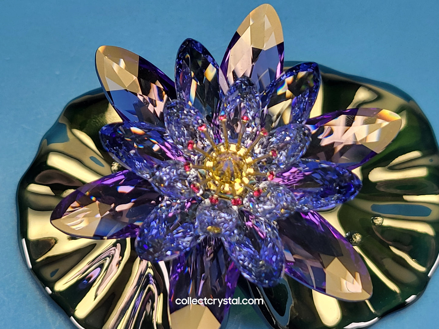 Water Lily Flower PARADISE FLOWERS – WATERLILY BLUE VIOLET 1141630