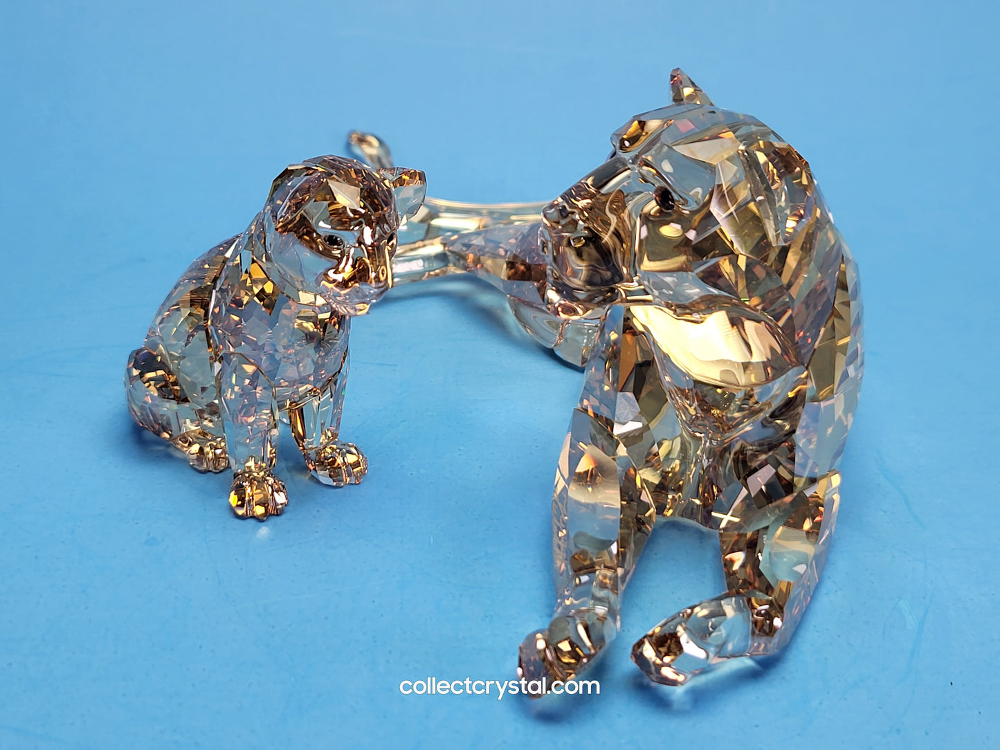 LION MOTHER 5135895, SCS 2016 lion
