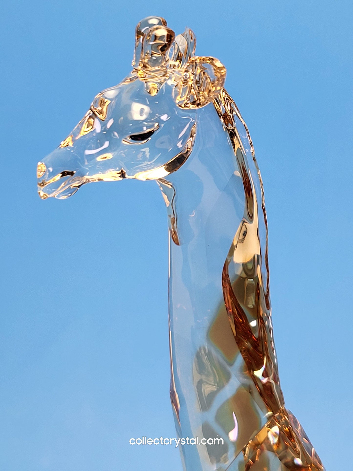 MUDIWA GIRAFFE 2018 Annual Edition 5301550 giraffe