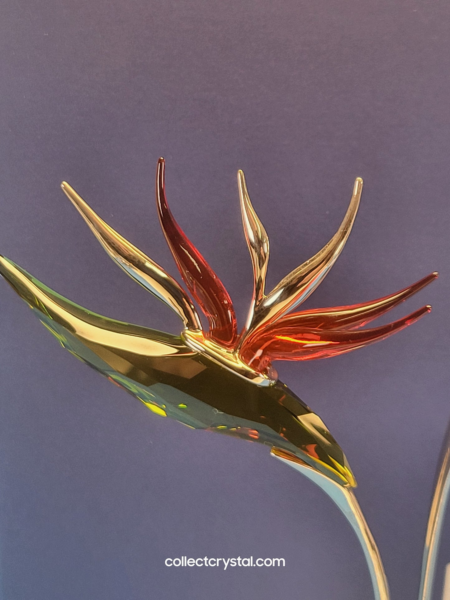 PARADISE FLOWERS – DALMALLY TROPIC SUN 673420