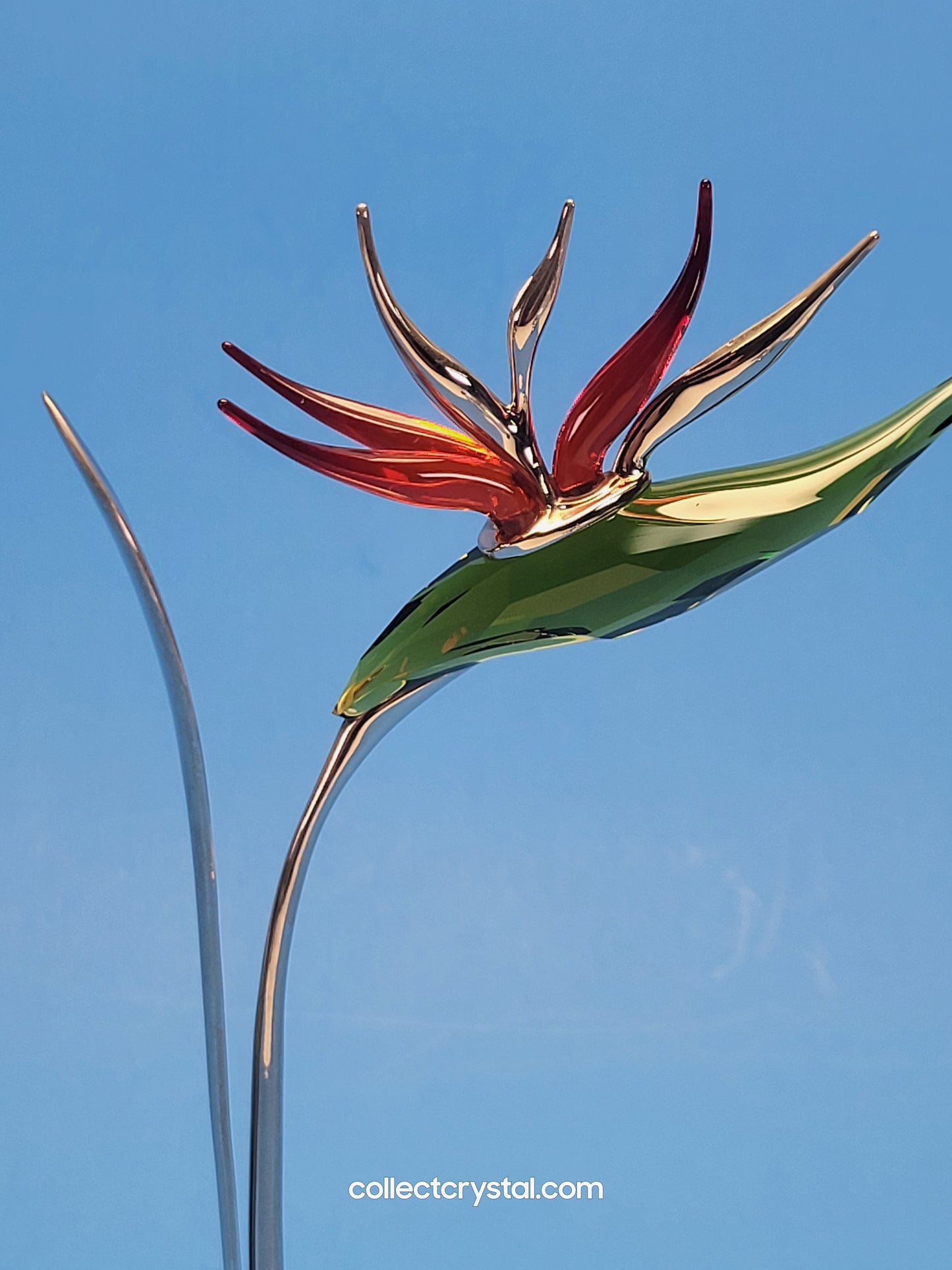 PARADISE FLOWERS – DALMALLY TROPIC SUN 673420