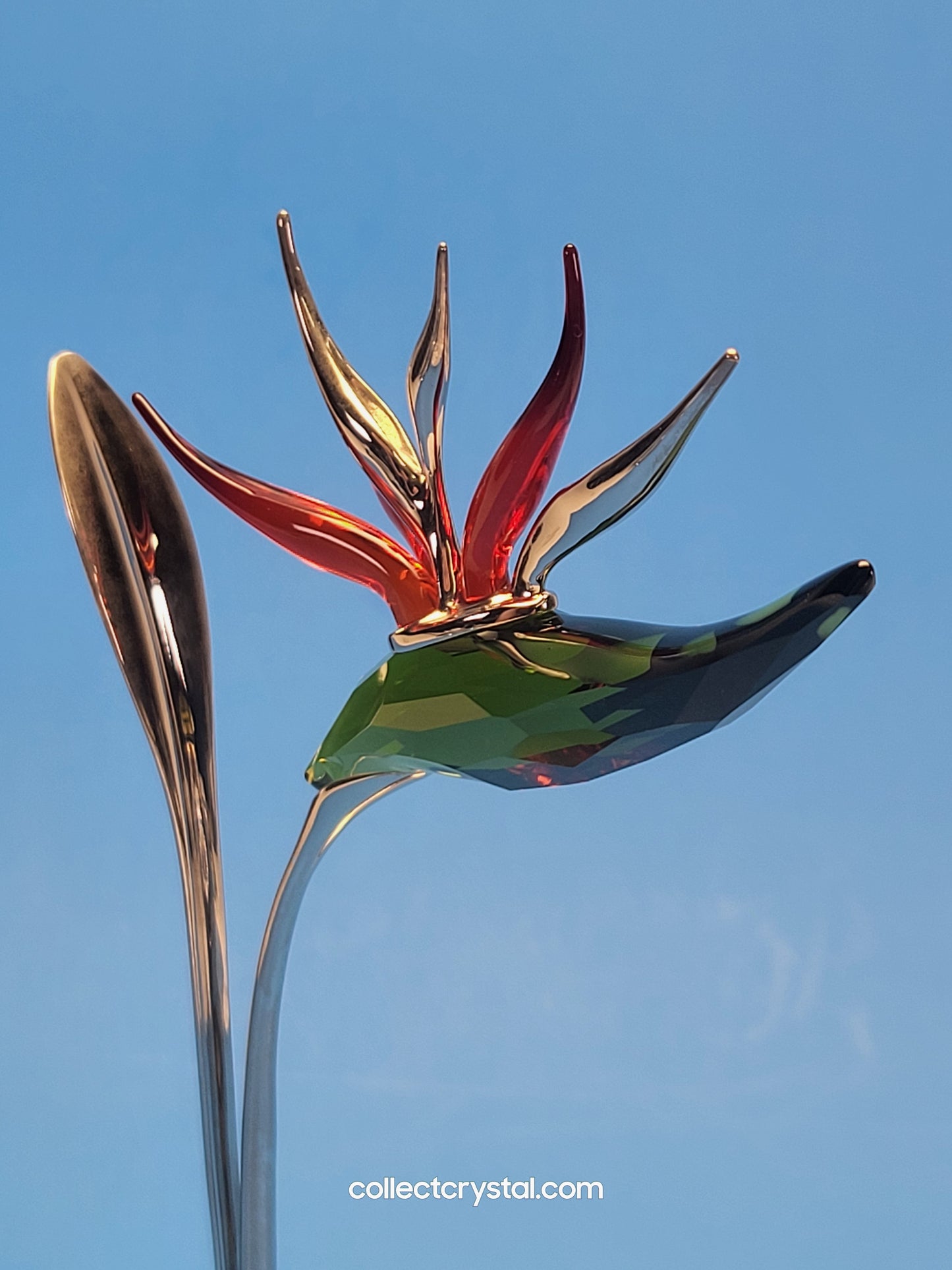 PARADISE FLOWERS – DALMALLY TROPIC SUN 673420