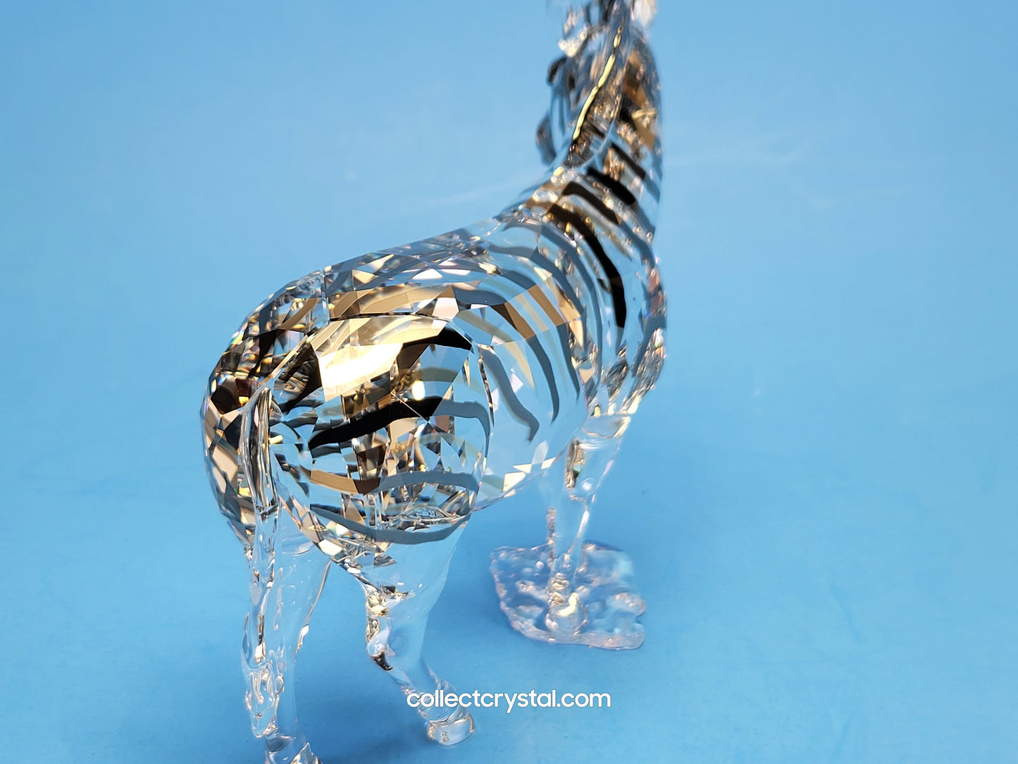ANNUAL EDITION ELEGANCE OF AFRICA ZEBRA AMAI 5550663