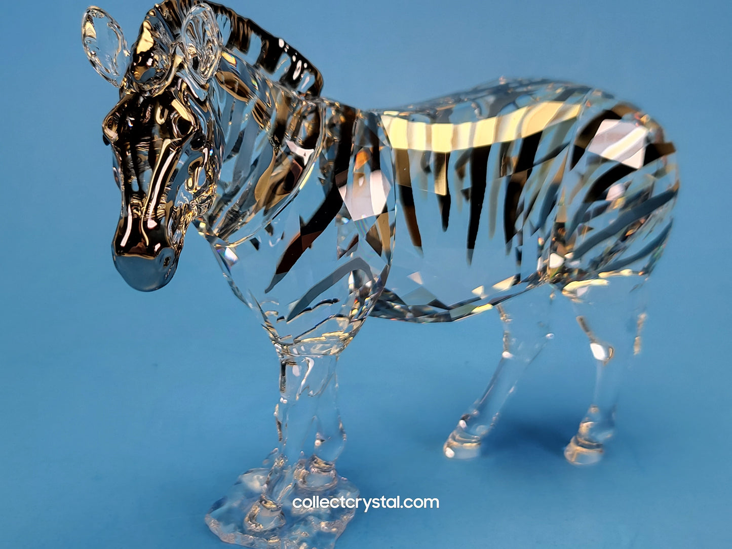 ANNUAL EDITION ELEGANCE OF AFRICA ZEBRA AMAI 5550663