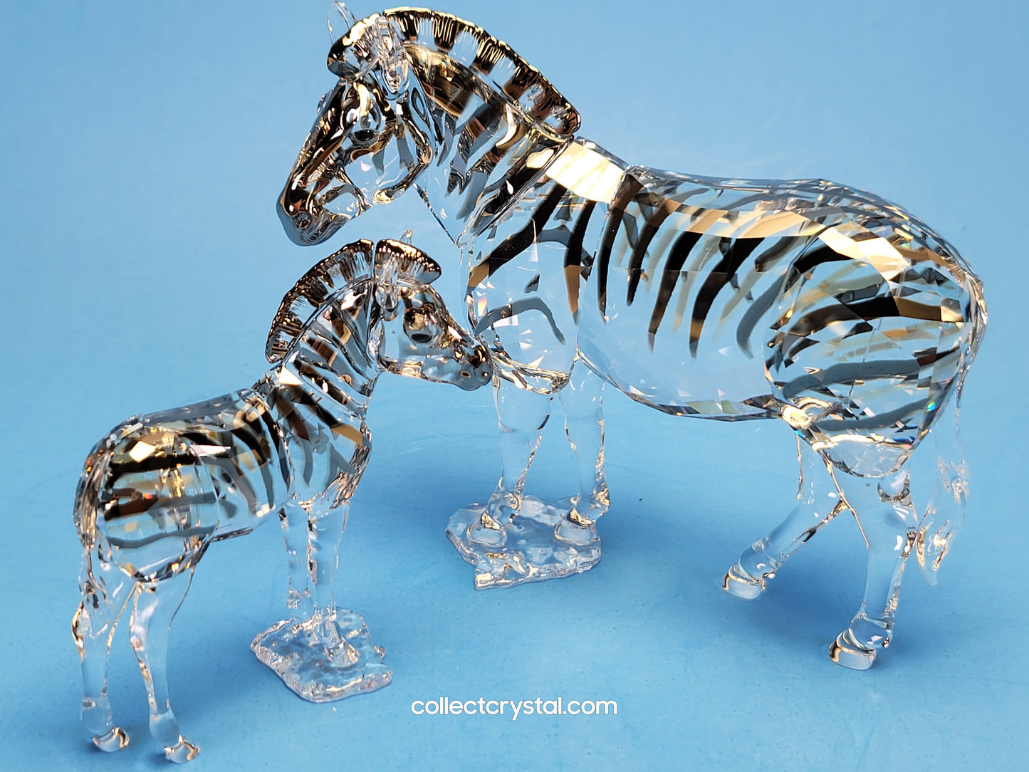 ANNUAL EDITION ELEGANCE OF AFRICA ZEBRA AMAI 5550663