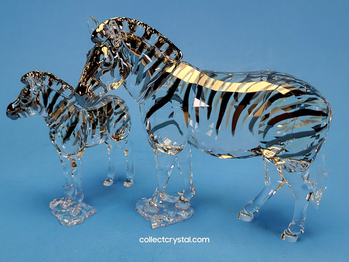 ANNUAL EDITION ELEGANCE OF AFRICA ZEBRA AMAI 5550663