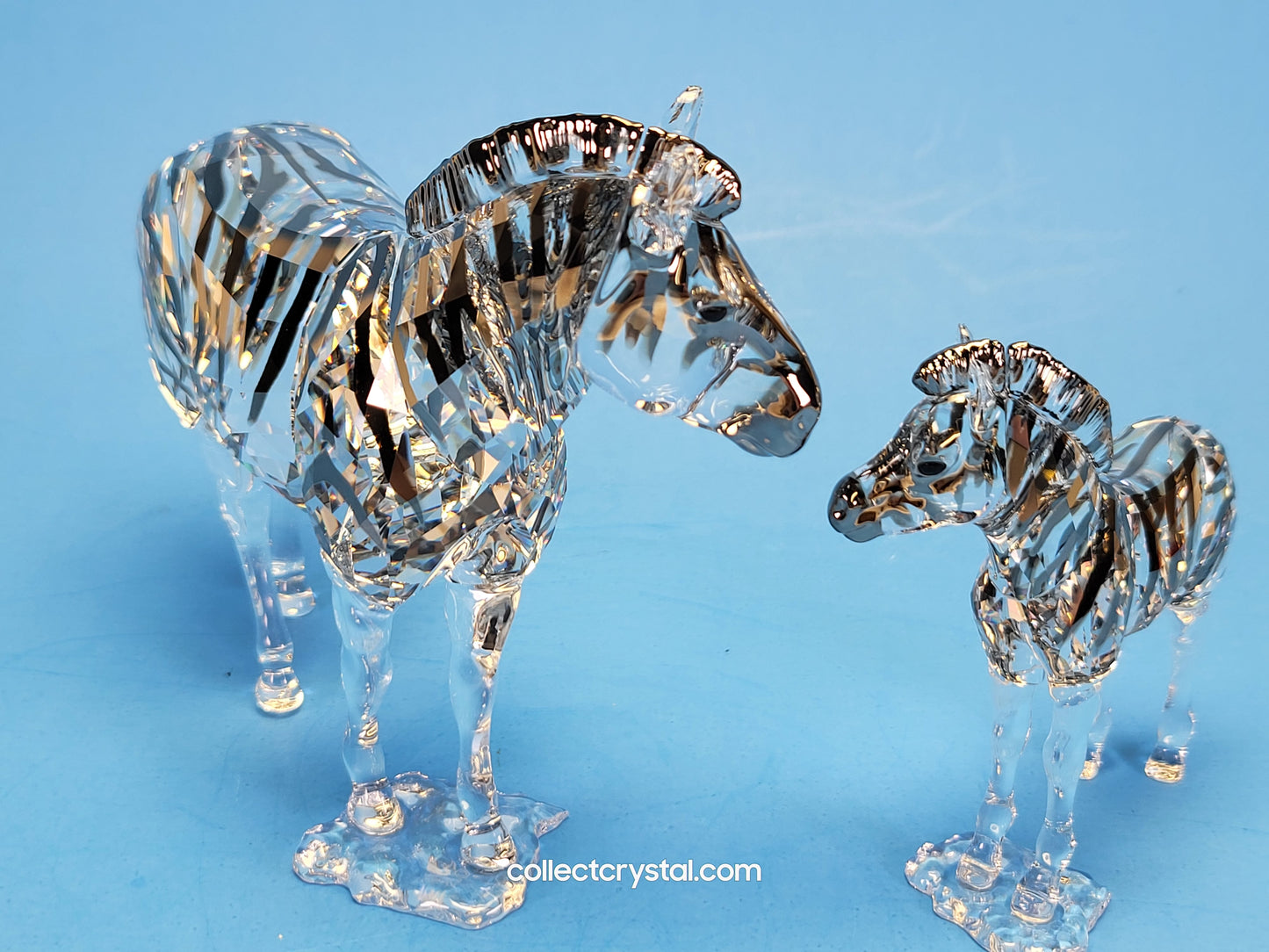 ANNUAL EDITION ELEGANCE OF AFRICA ZEBRA AMAI 5550663