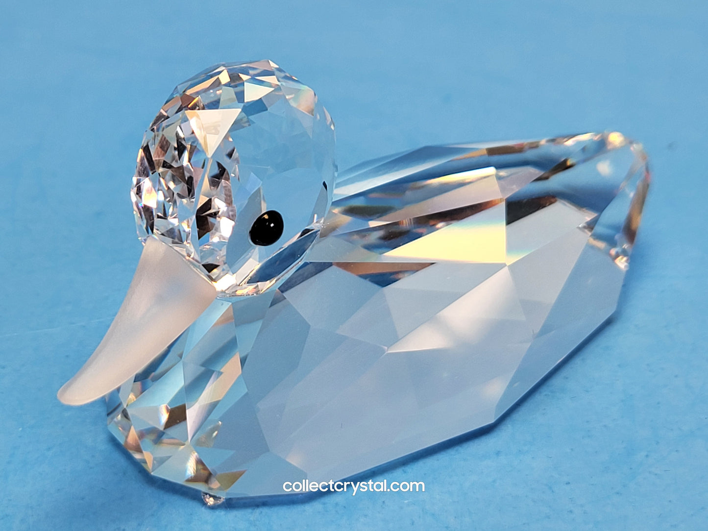 MALLARD DUCK 012723