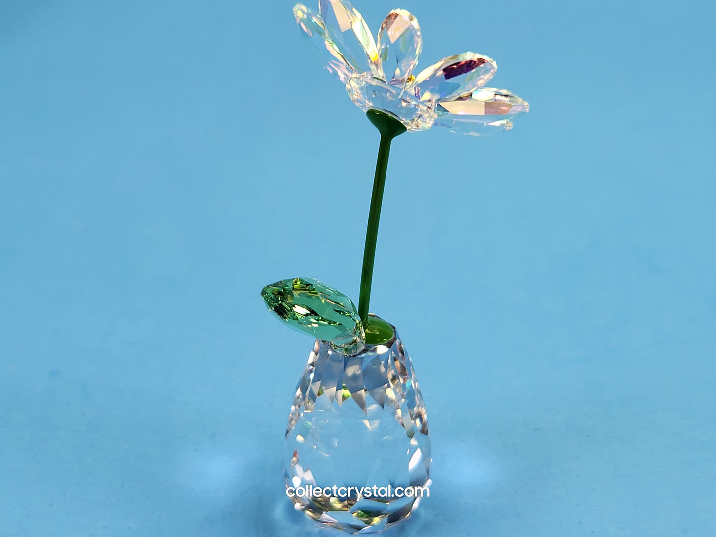 FLOWER DREAMS – DAISY 5254328, 552933