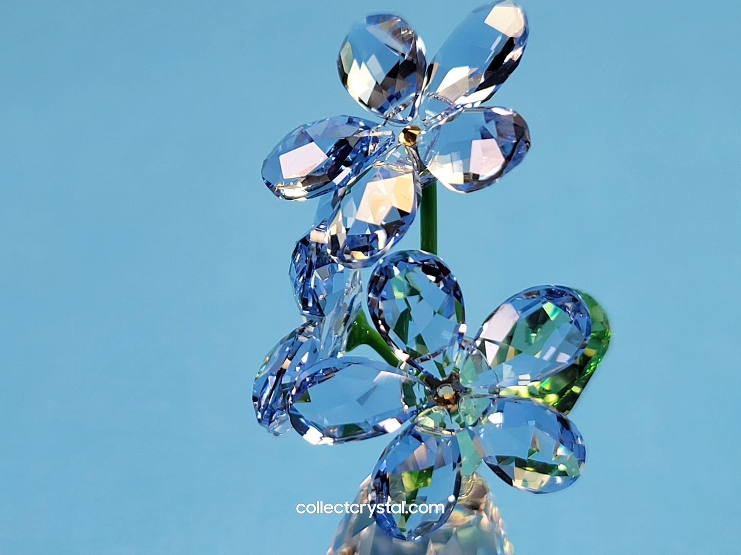 FLOWER DREAMS – FORGET ME NOTS 5254325