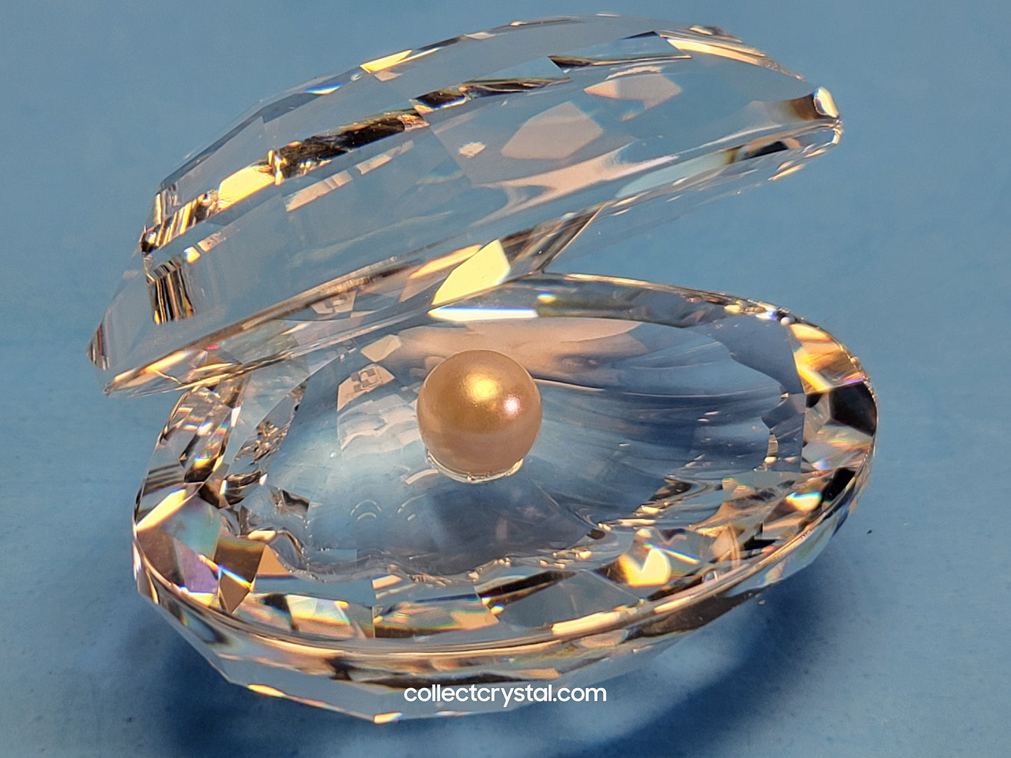 SHELL WITH PEARL / CLAM OYSTER SEASHELL # 014389