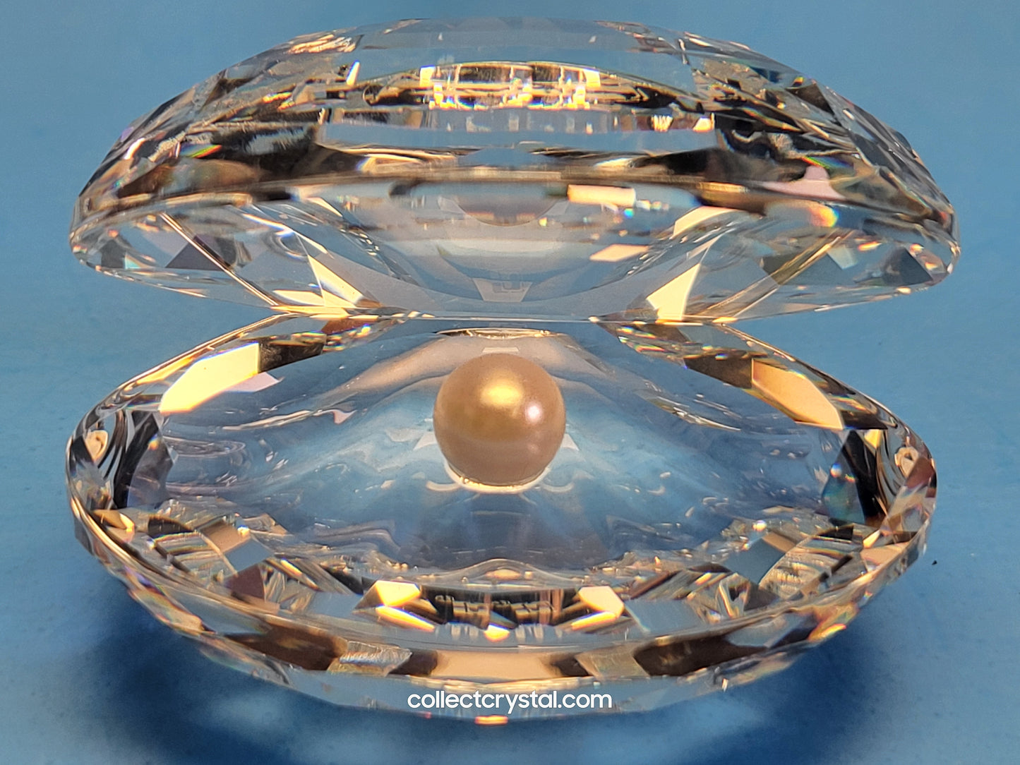 SHELL WITH PEARL / CLAM OYSTER SEASHELL # 014389