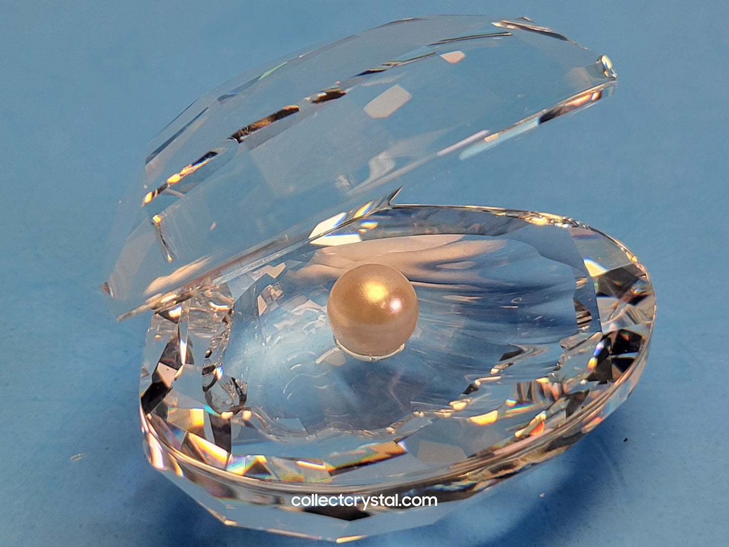 SHELL WITH PEARL / CLAM OYSTER SEASHELL # 014389