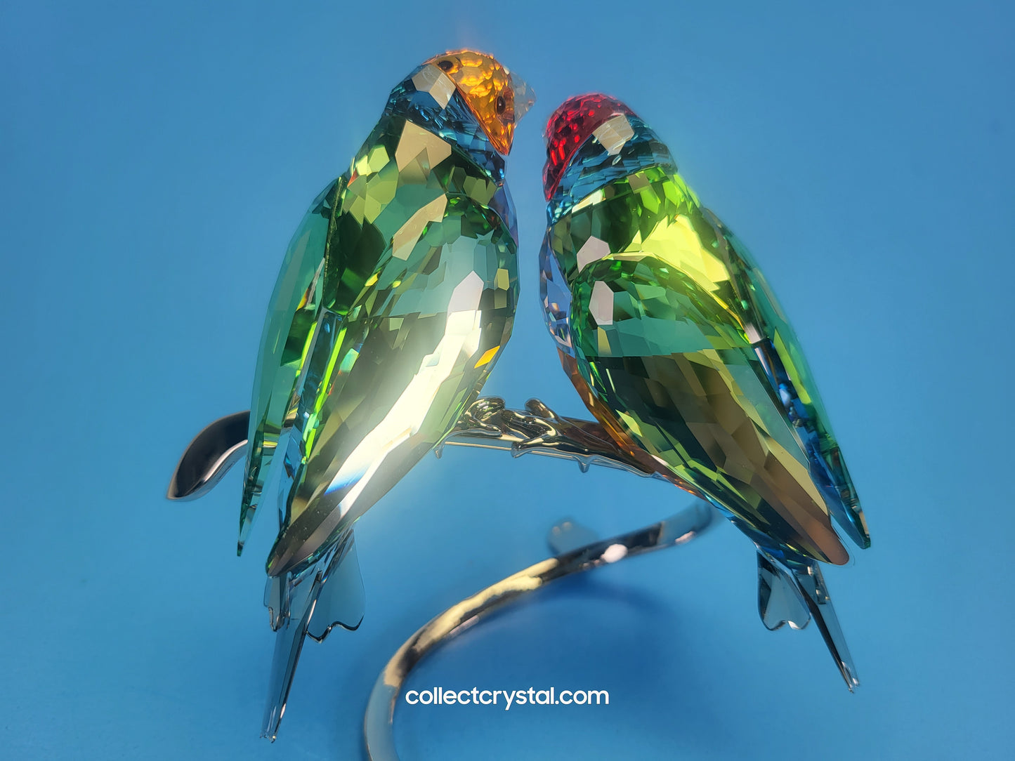PARADISE BIRDS GOULDIAN FINCHES 1141675