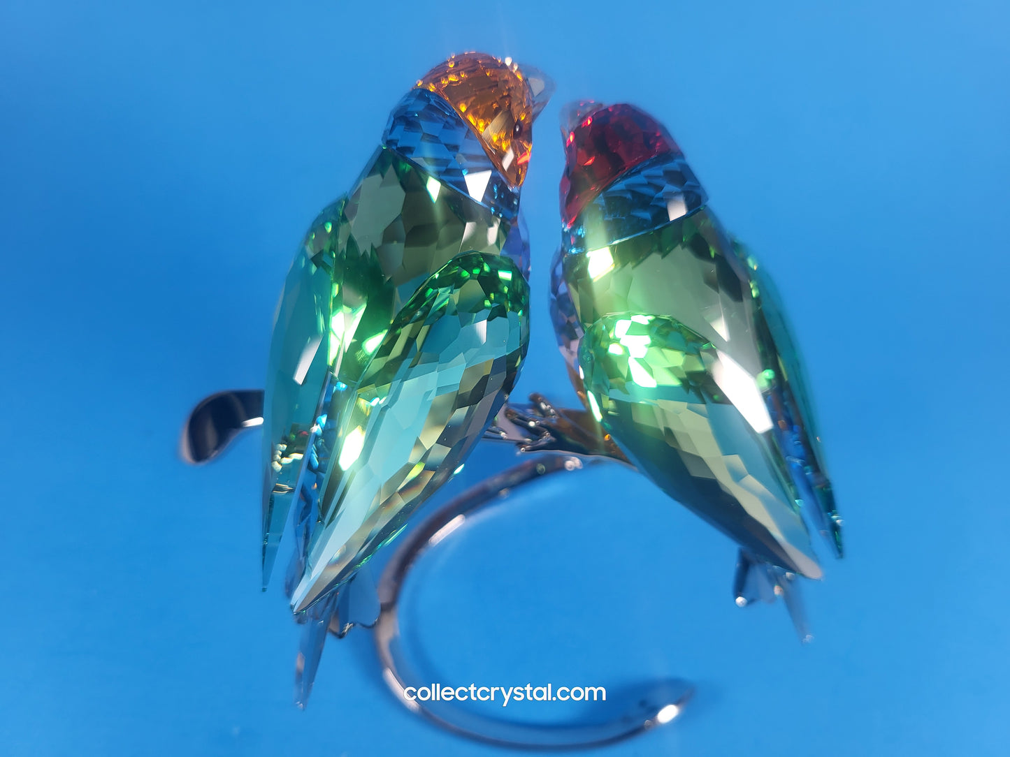 PARADISE BIRDS GOULDIAN FINCHES 1141675