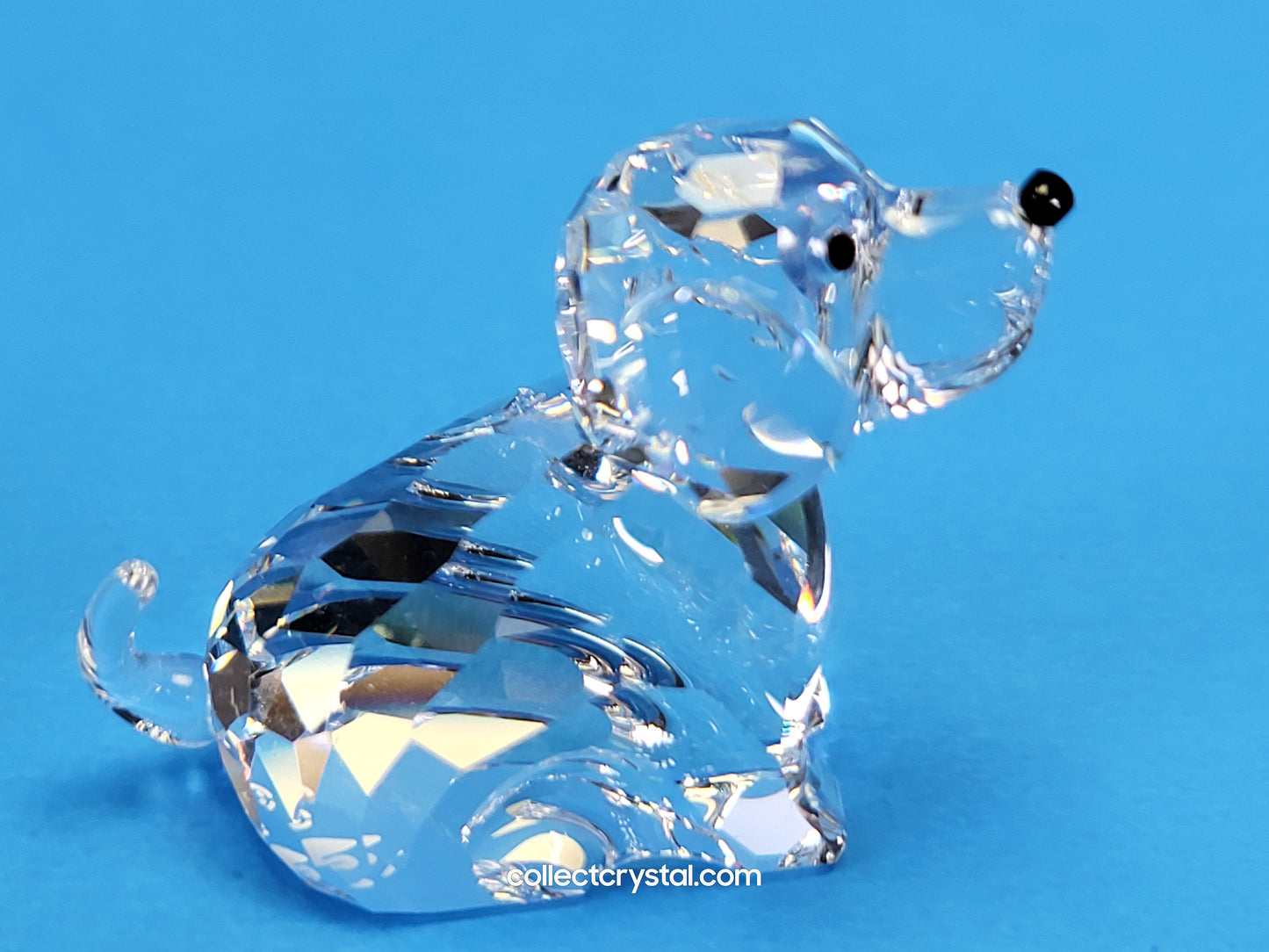 ZODIAC DOG 622843