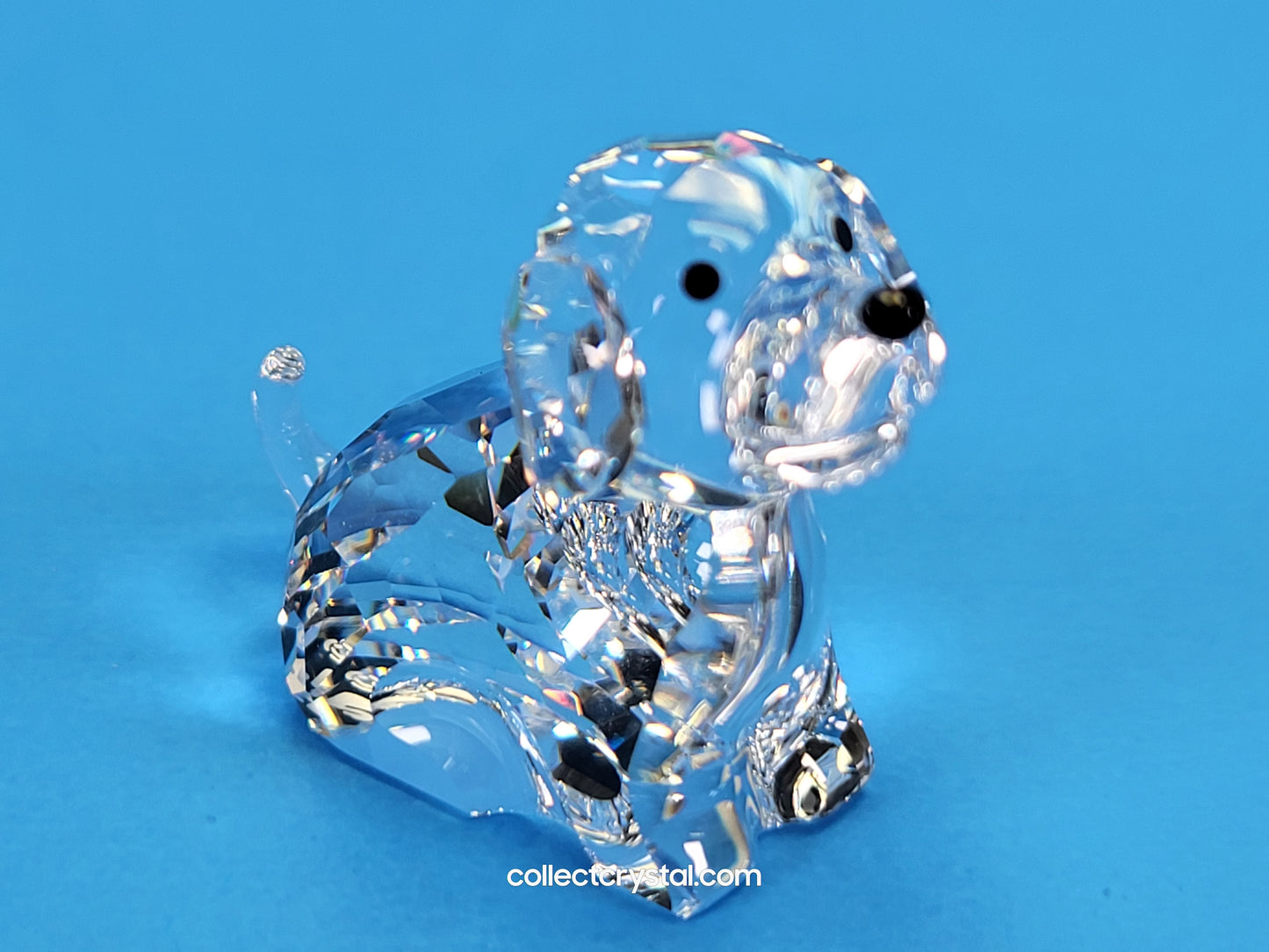 ZODIAC DOG 622843