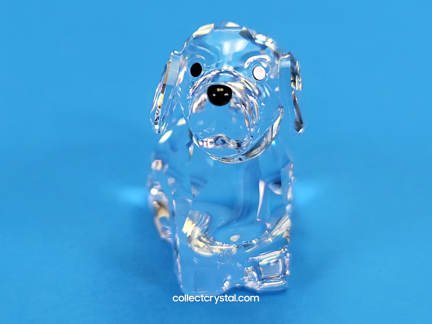 ZODIAC DOG 622843