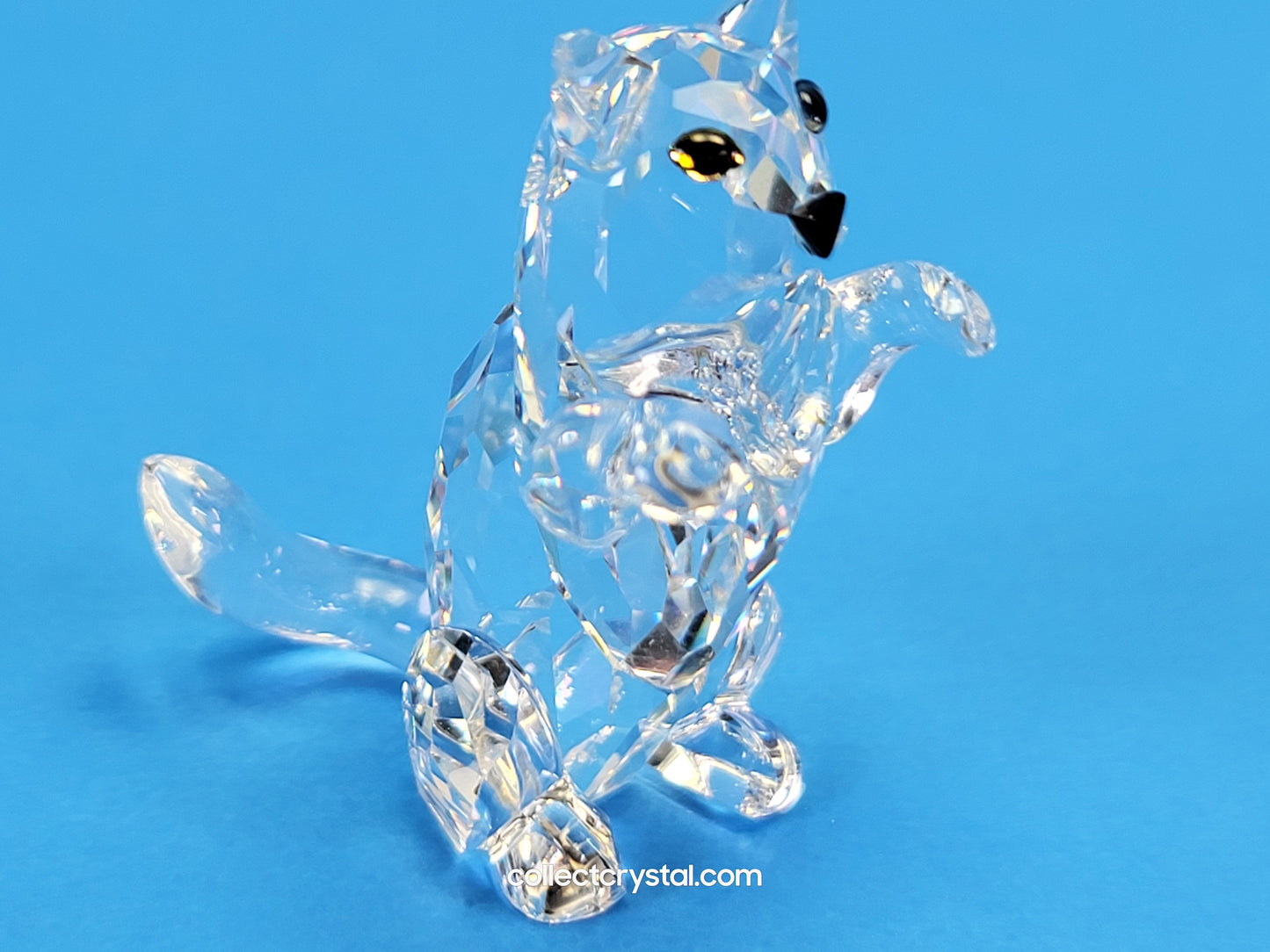 Kitten Playing begging # 162887 or  7634 NR 028 000 Cat