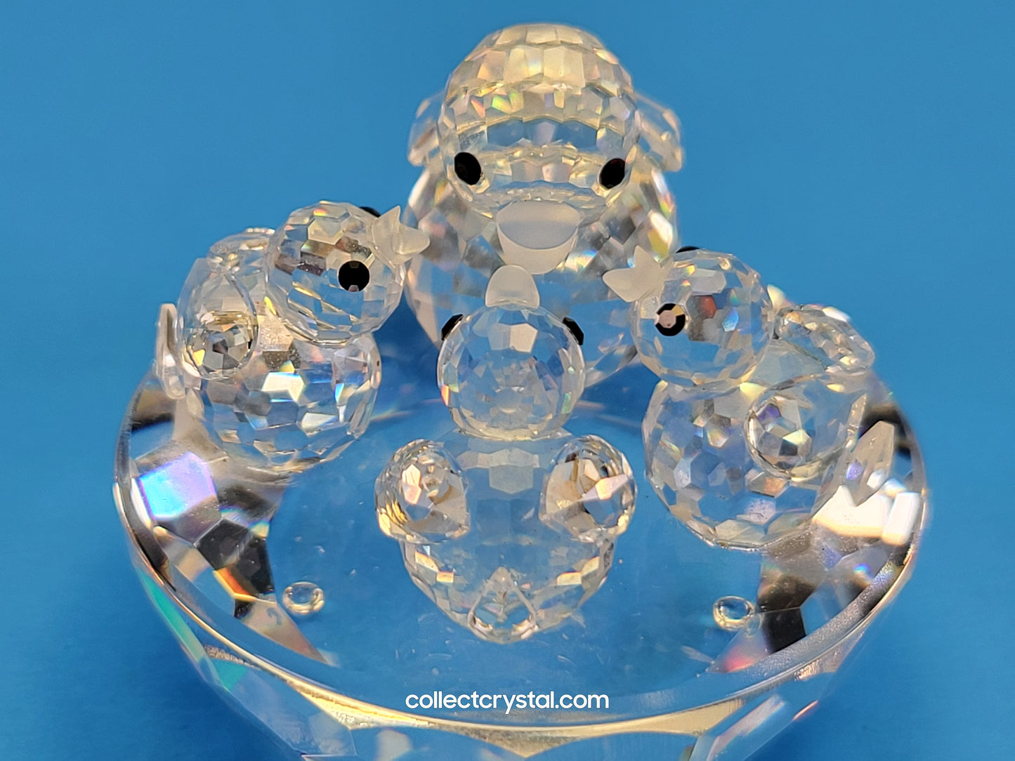 BIRD’S NEST 013842