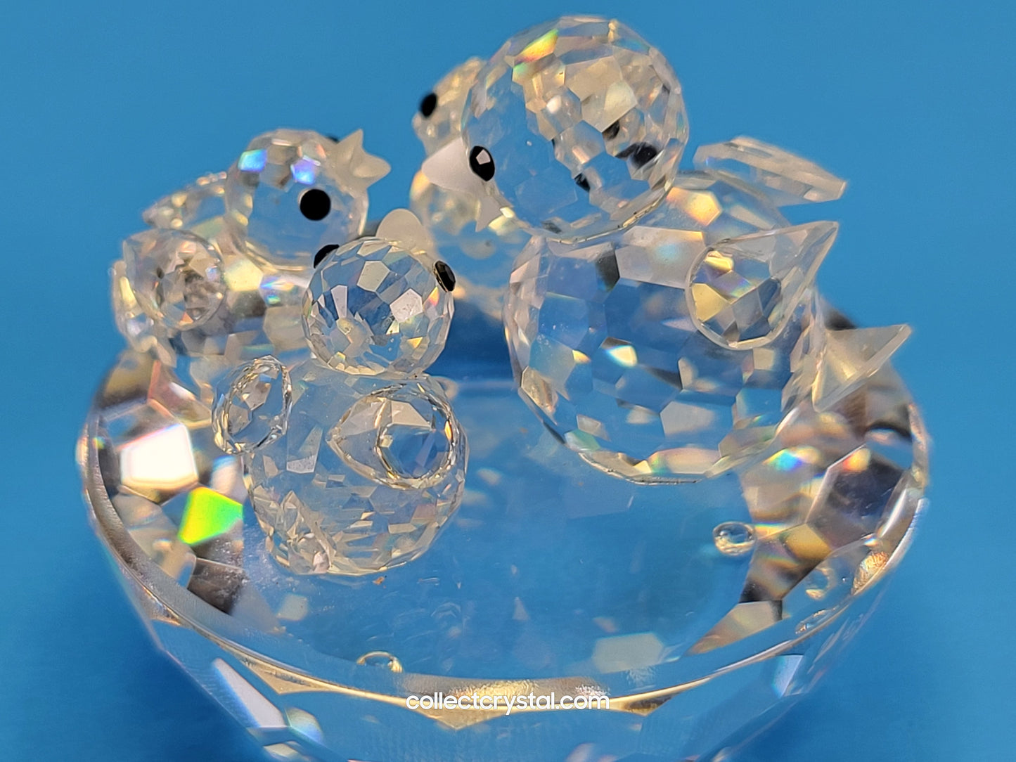 BIRD’S NEST 013842