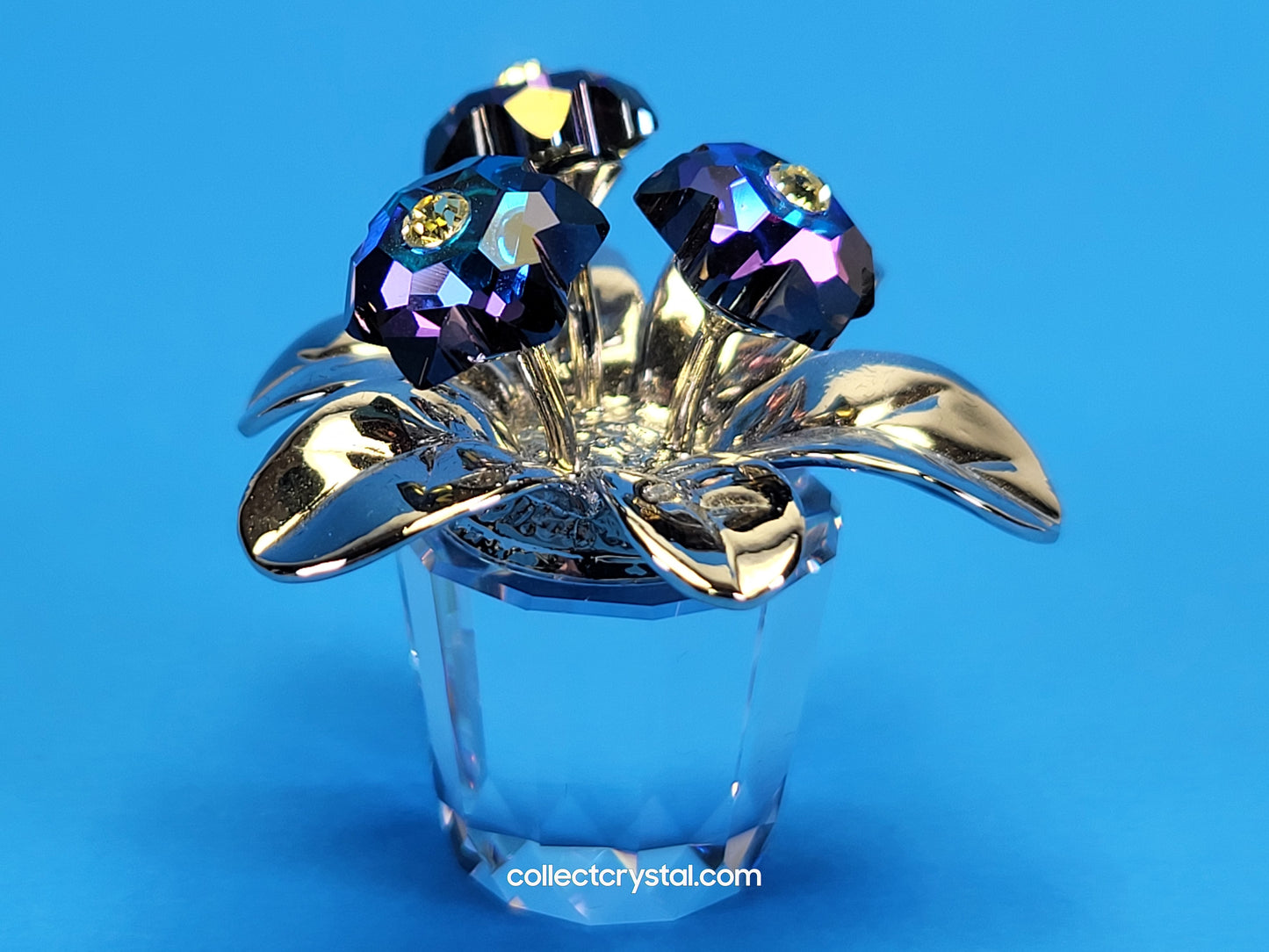 MEMORIES – PRIMULA RHODIUM BLUE 718985