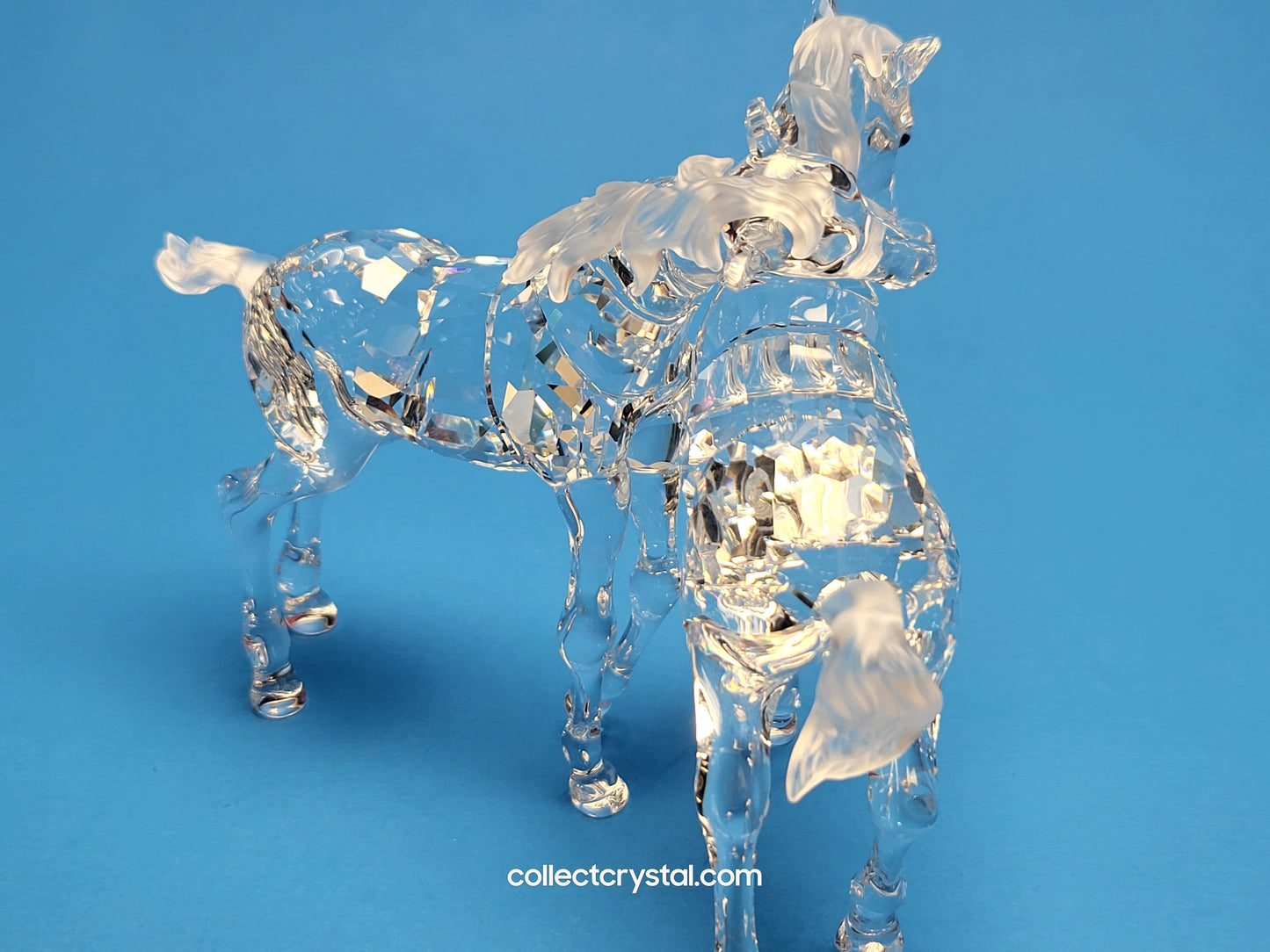 PLAYING FOALS # 627637 PONY HORSES - Clear