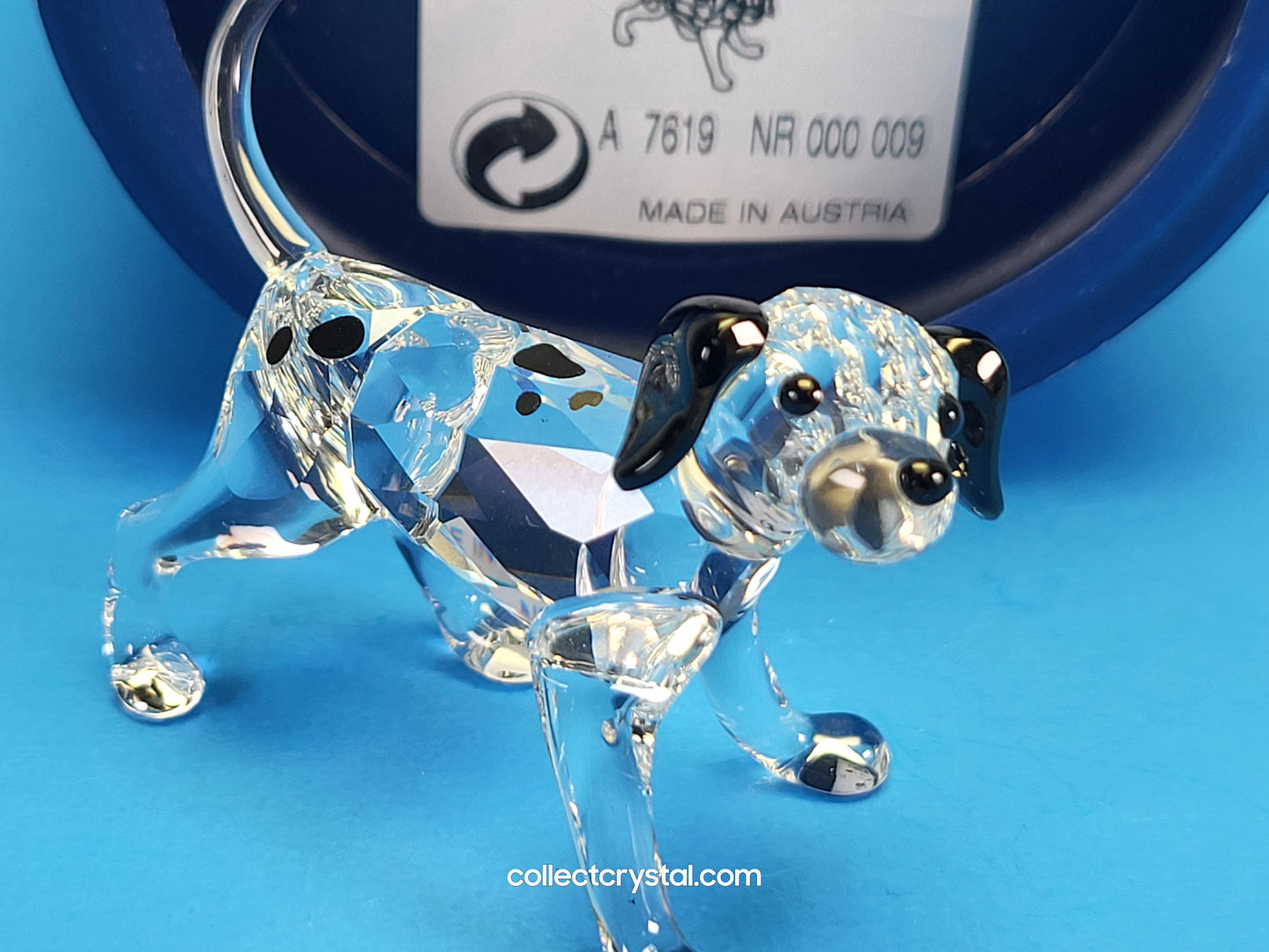 DALMATIAN PUPPY STANDING 628947