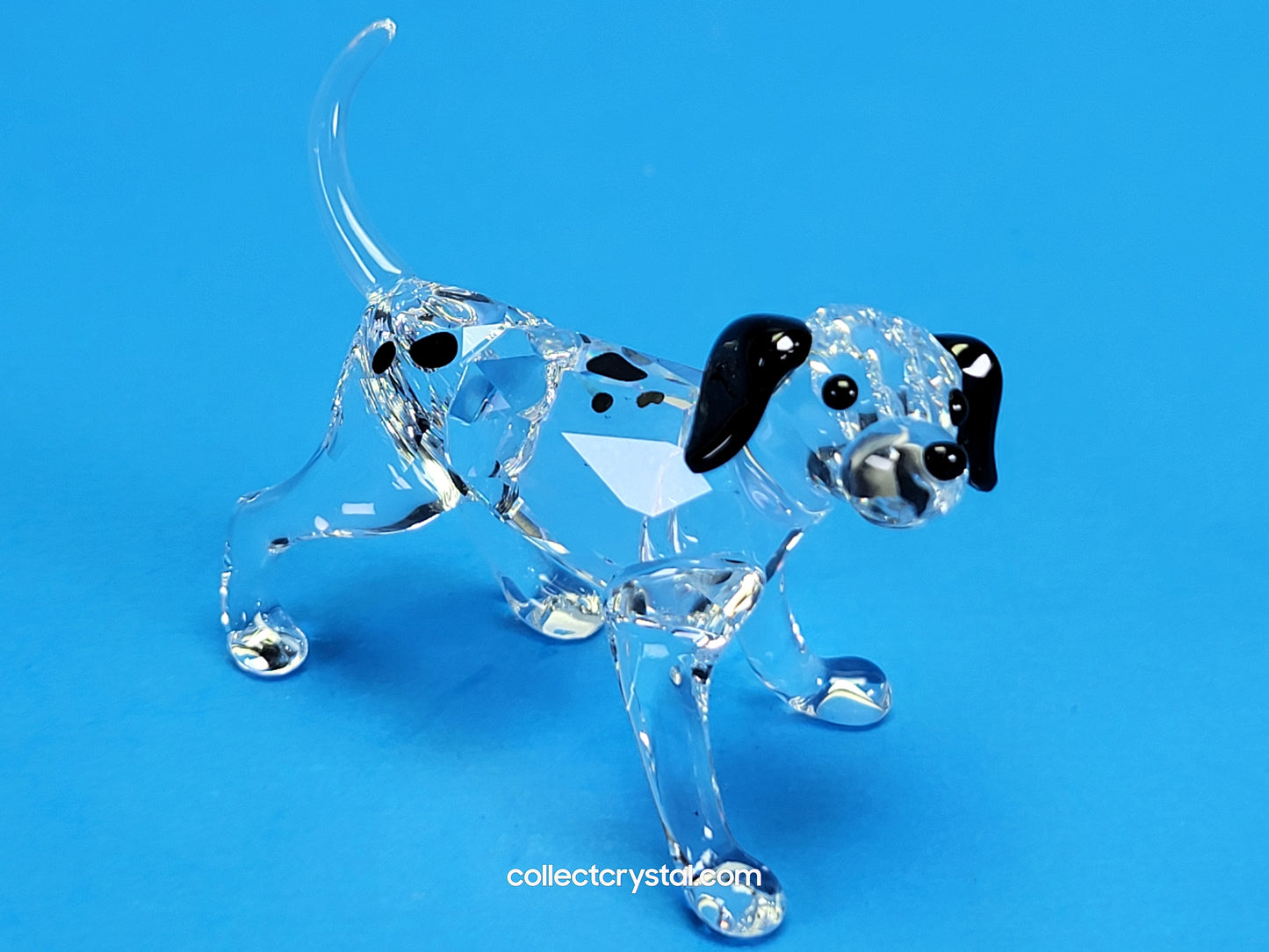 DALMATIAN PUPPY STANDING 628947