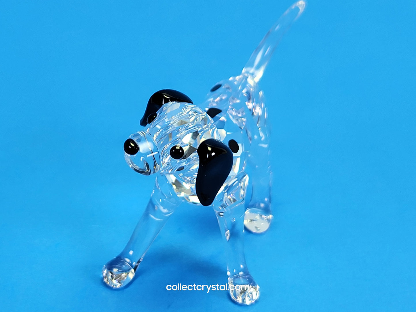 DALMATIAN PUPPY STANDING 628947