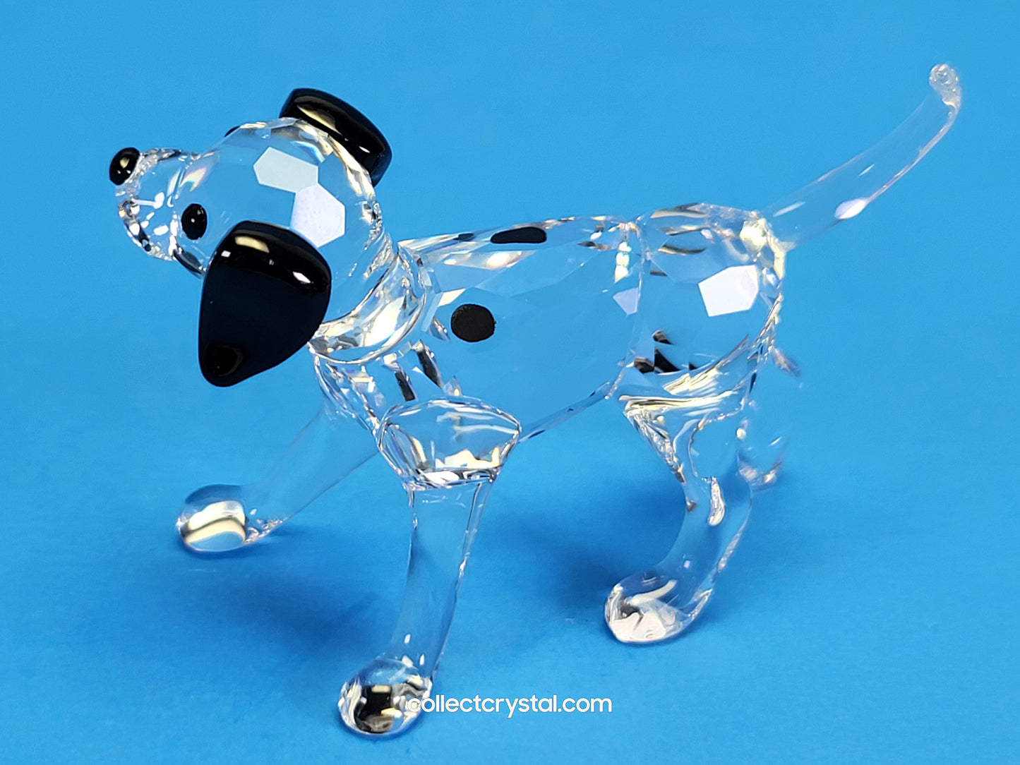 DALMATIAN PUPPY STANDING 628947