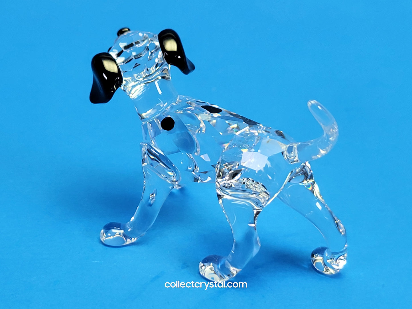 DALMATIAN PUPPY STANDING 628947