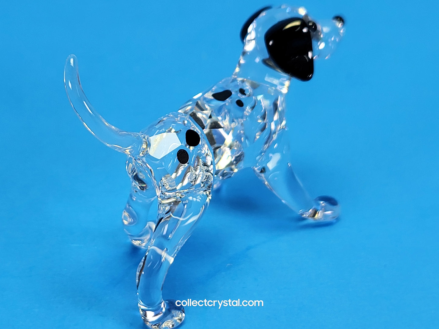 DALMATIAN PUPPY STANDING 628947