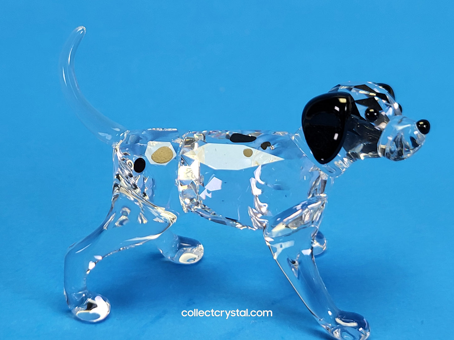 DALMATIAN PUPPY STANDING 628947