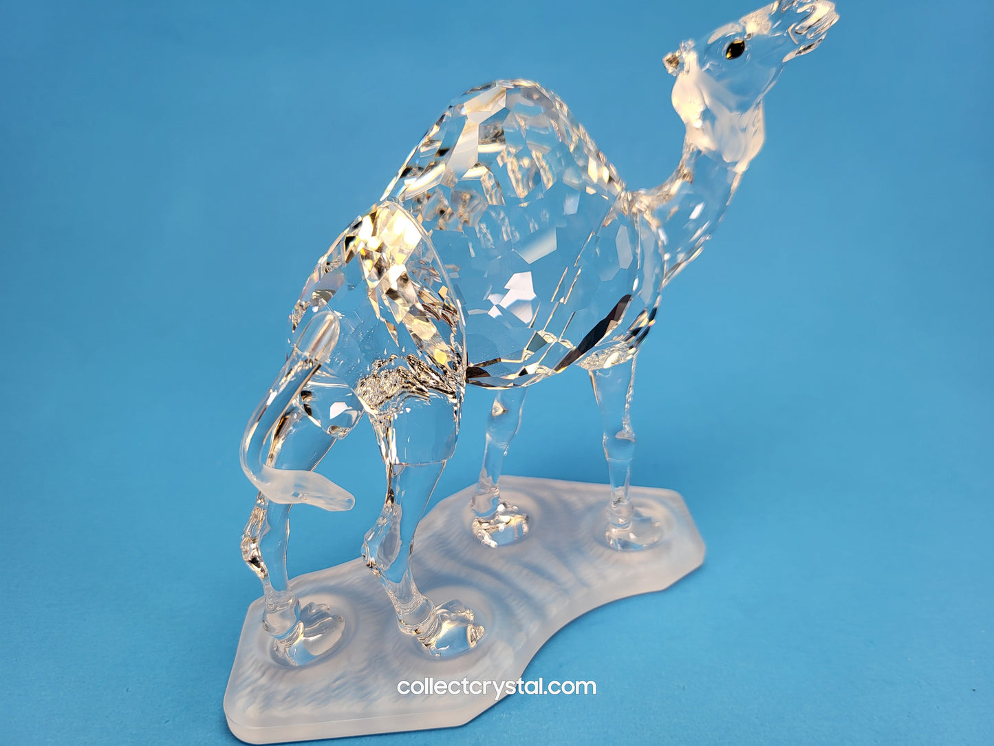 CAMEL 247683