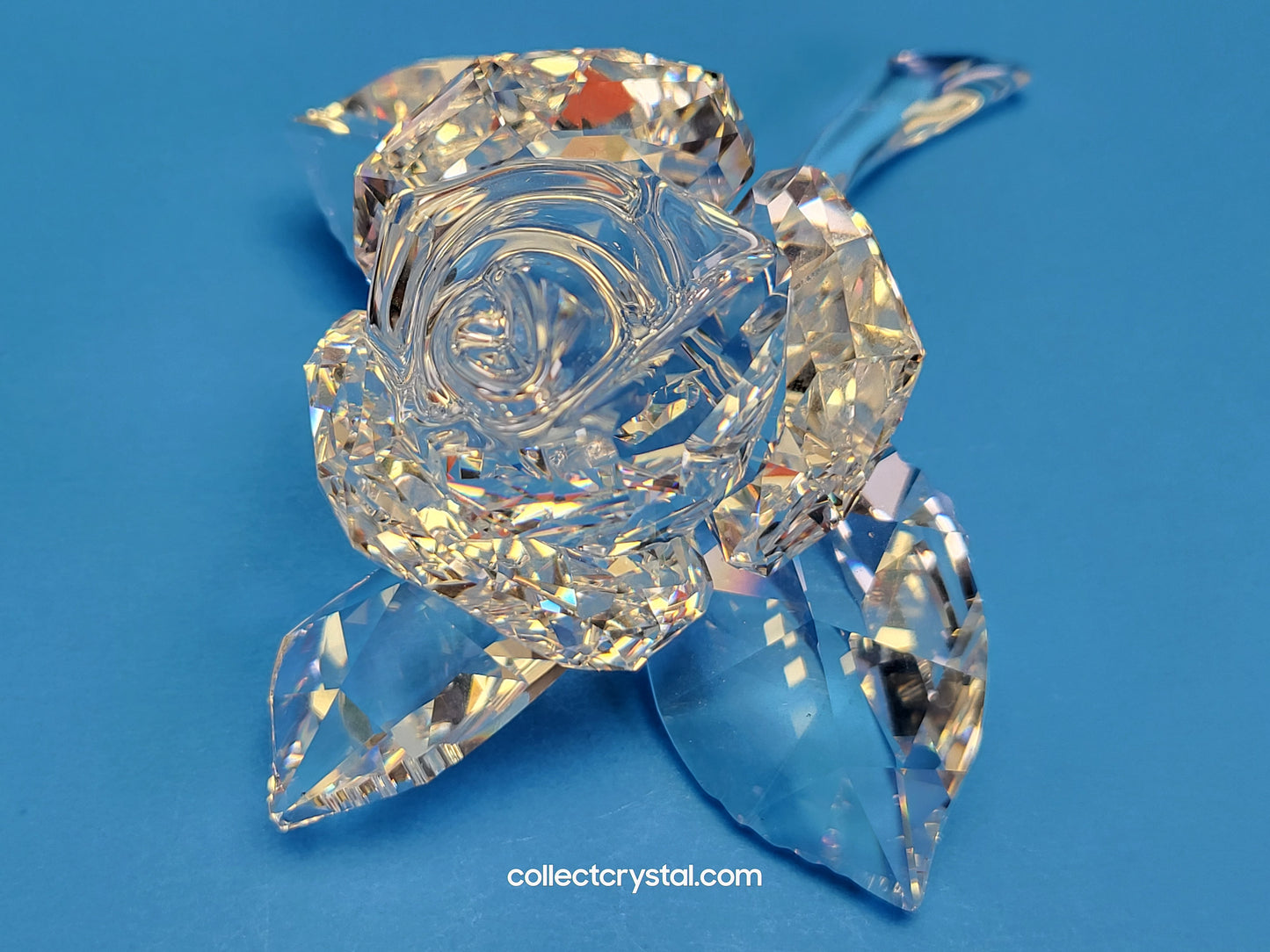 ROSE BLOSSOM 890289