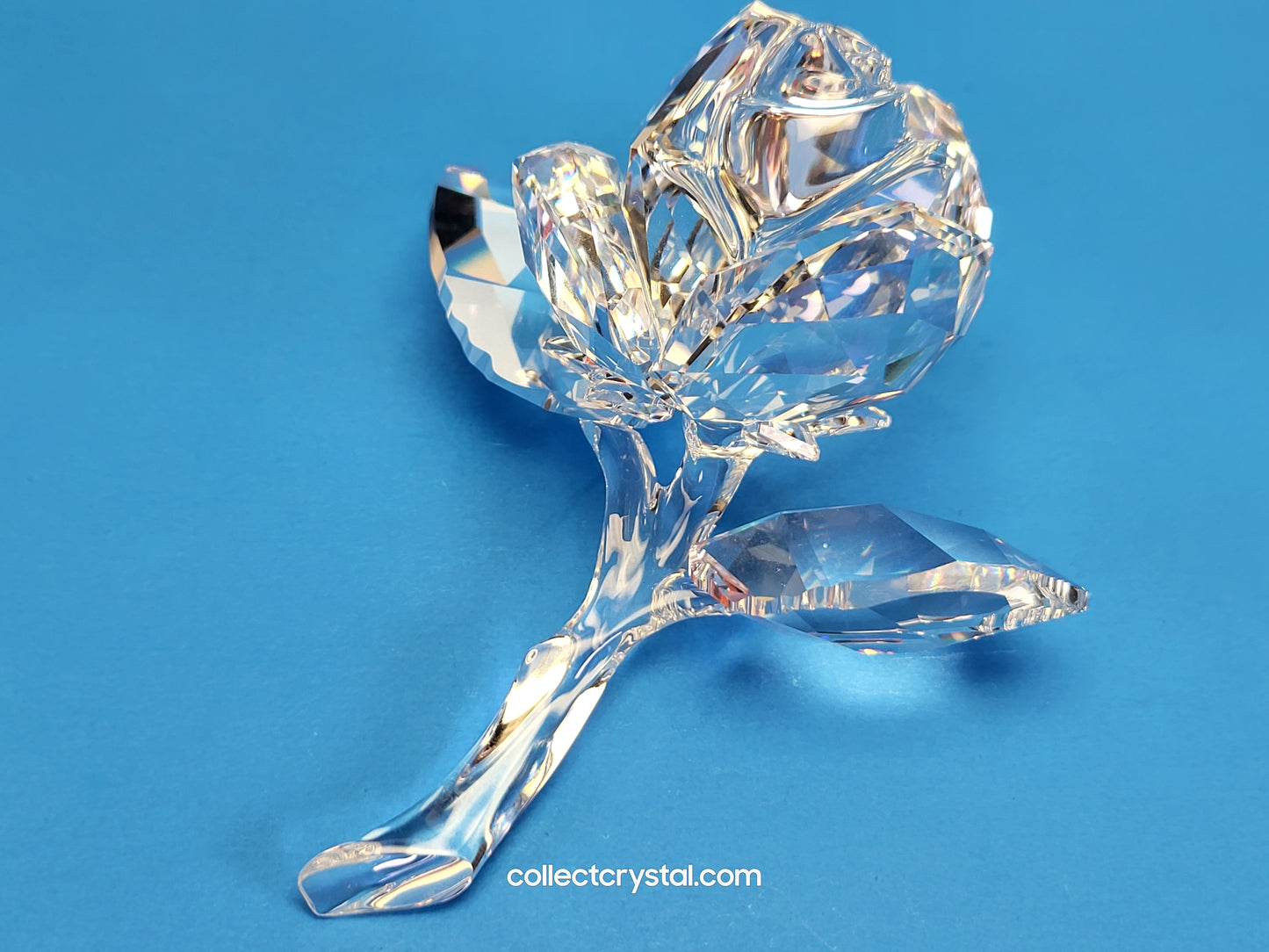 ROSE BLOSSOM 890289