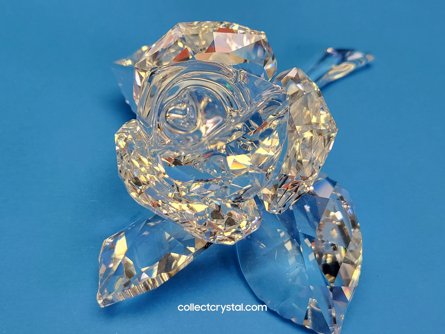 ROSE BLOSSOM 890289