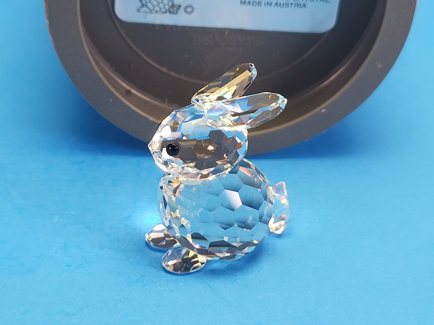 RABBIT MINI SITTING 014849