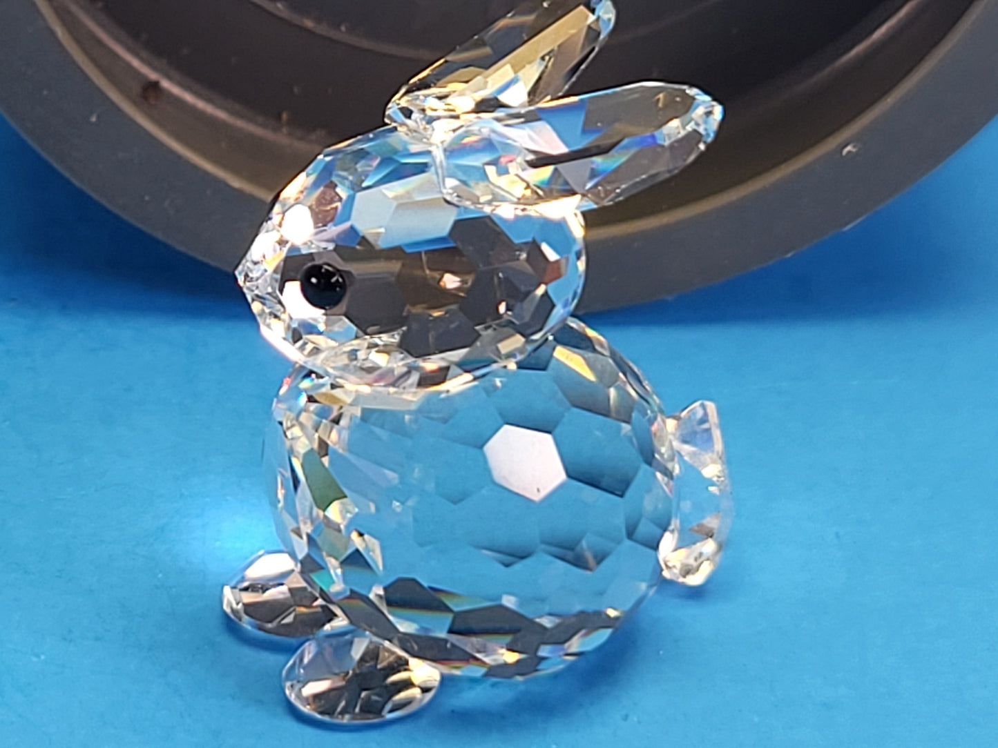 RABBIT MINI SITTING 014849
