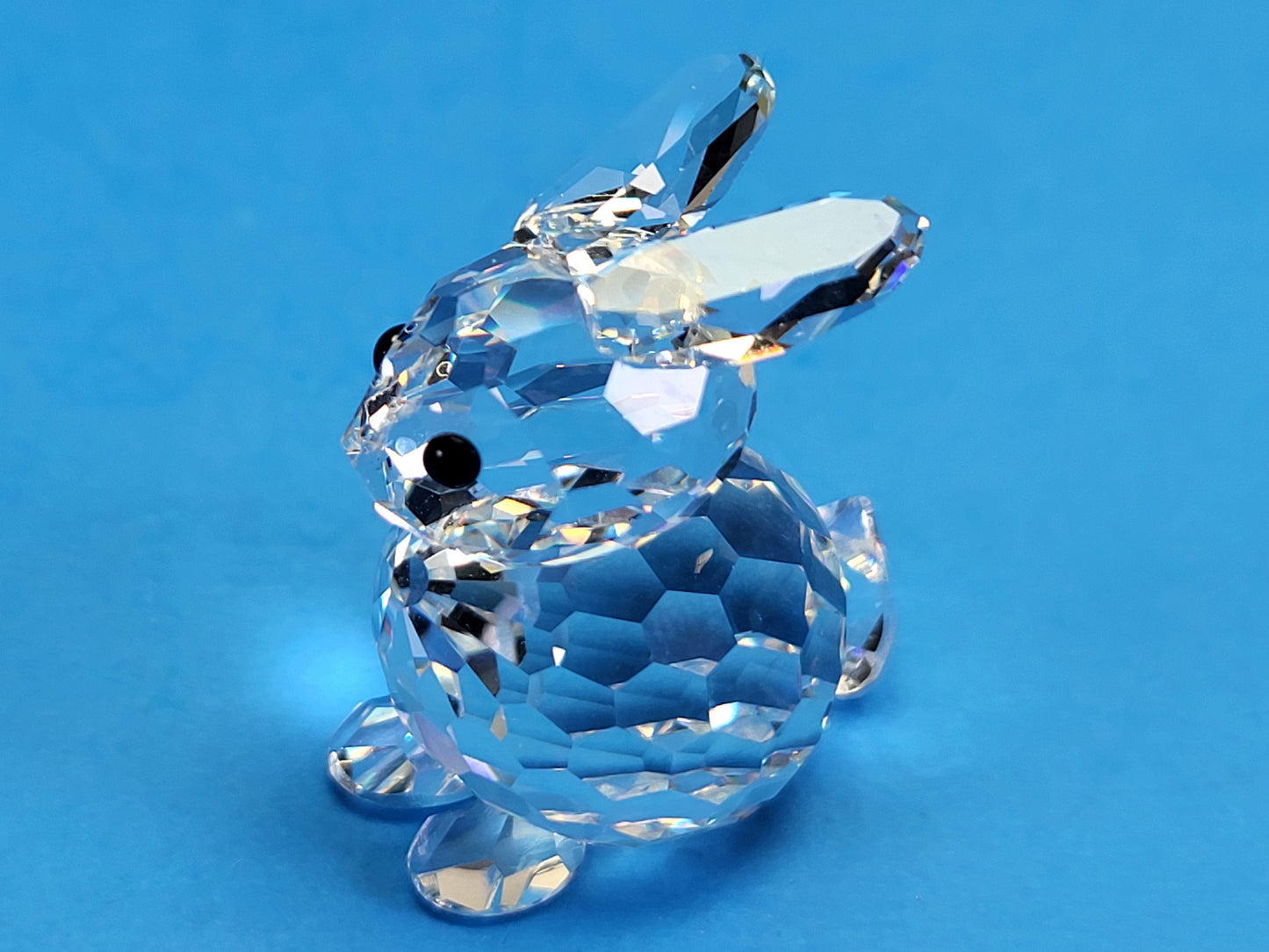 RABBIT MINI SITTING 014849