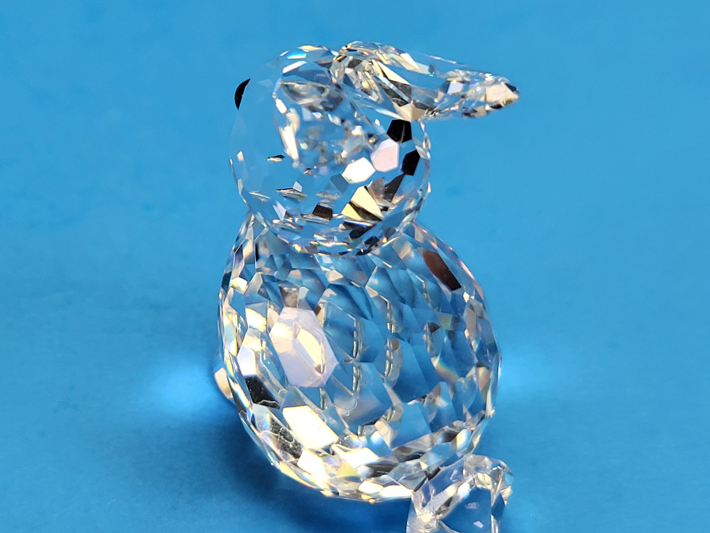 RABBIT MINI SITTING 014849